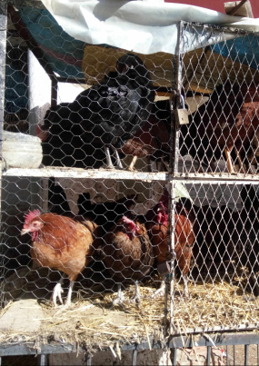 Gallinas-con-cabeza